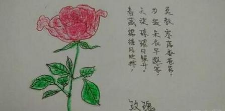 玫瑰花简笔画怎么画（图解步骤）