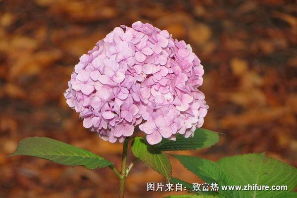 八仙花花语