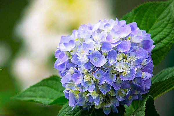 八仙花花语