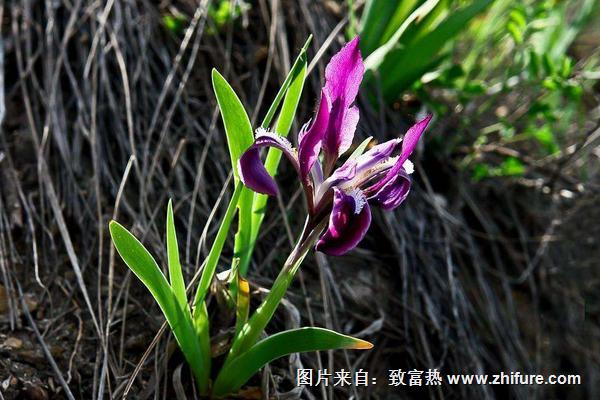 山野兰花介绍及图片