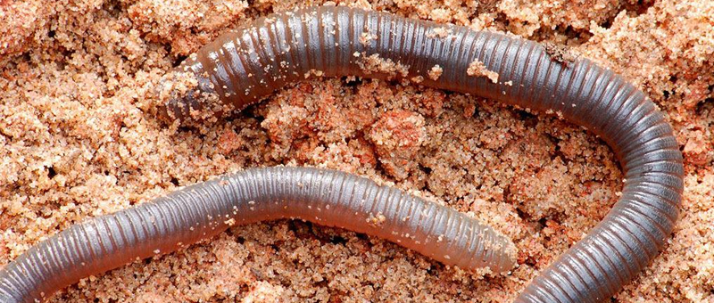 蚯蚓对土壤的作用