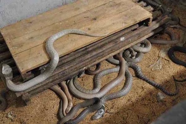 养蛇木箱的制作方法