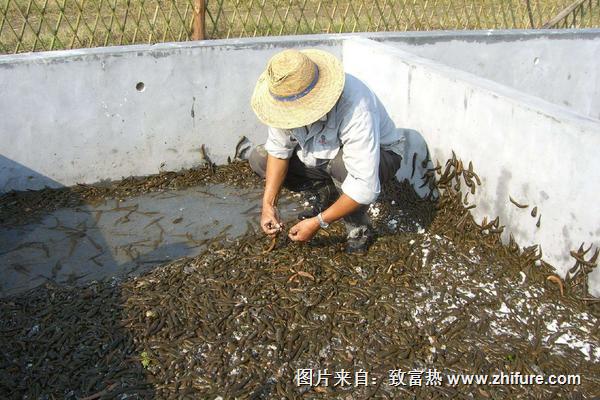 水蛭养殖池的建造图片