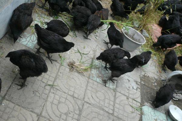 乌鸡图片大全