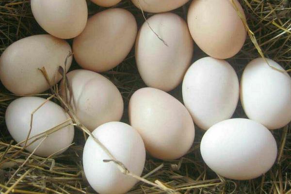 土鸡蛋的营养价值及功效作用