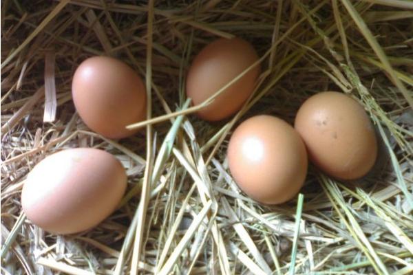 土鸡蛋的营养价值及功效作用