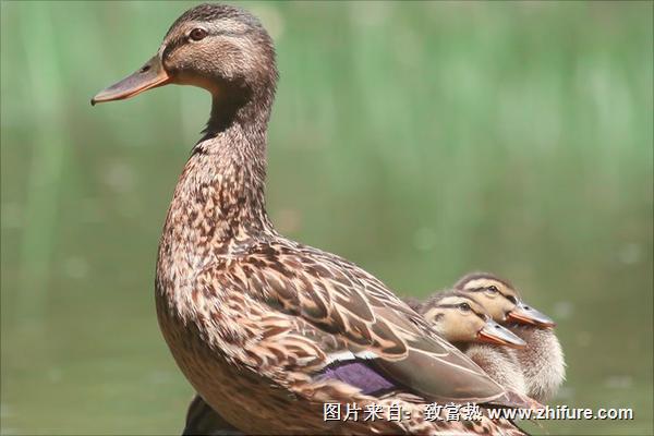 野鸭图片大全