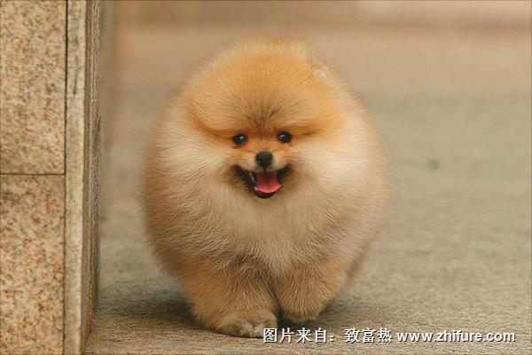 博美犬图片大全