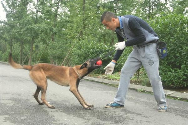 马犬智商排名
