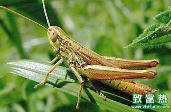 蝗虫是昆虫吗 蝗虫的营养价值