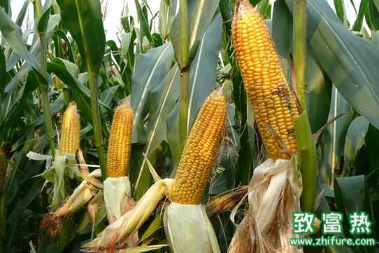 玉米的功效与作用 玉米怎么做好吃