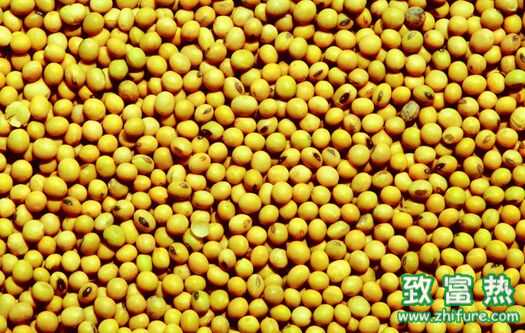 大豆的功效与作用 醋泡黄豆的做法