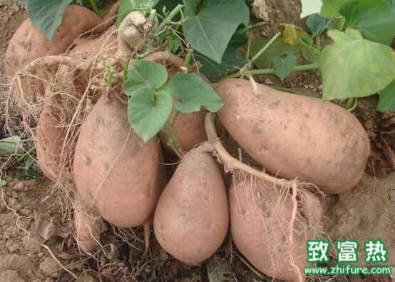 地瓜的营养价值与功效 地瓜和红薯的区别