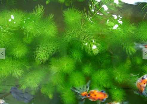 金鱼藻的用途 金鱼藻该怎么养殖