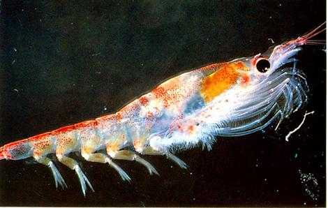 磷虾的营养价值 磷虾油有什么功效