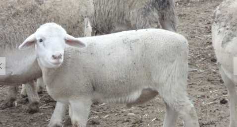 杜泊绵羊的生活习性 杜泊绵羊的板皮质量好吗