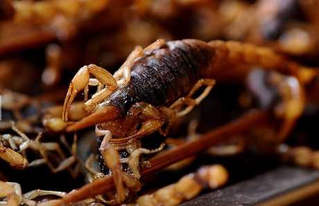 蝎子的营养价值和功效 蝎子的食用禁忌