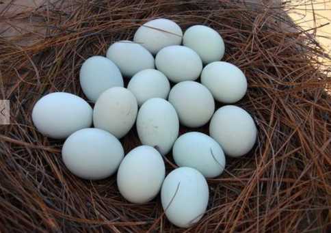 绿壳蛋鸡的营养价值 绿壳鸡蛋真的比其他鸡蛋好吗