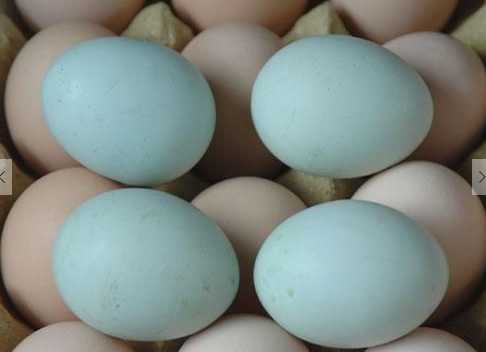 绿壳蛋鸡的营养价值 绿壳鸡蛋真的比其他鸡蛋好吗
