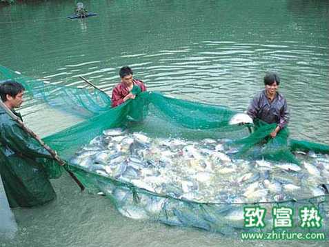 池塘养鱼注意氨氮中毒