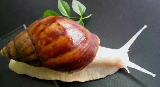 蜗牛肉的营养价值 蜗牛肉是否可以食用 