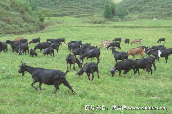 肉羊快速育肥技术视频