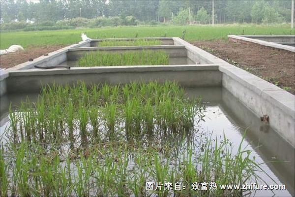 怎样养黄鳝？