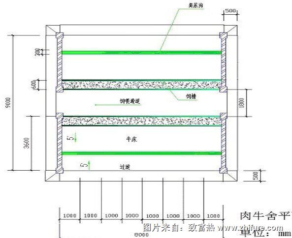 50头牛养牛场建设图片