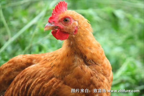 放养土鸡技术