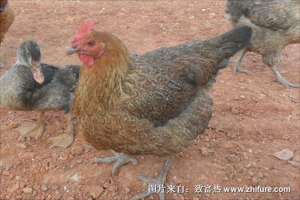 放养土鸡技术