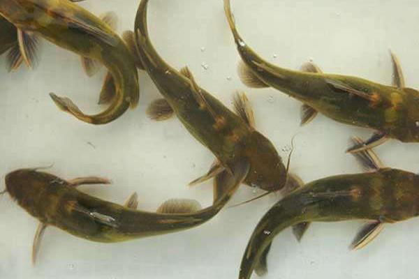 养殖黄颡鱼的放养密度