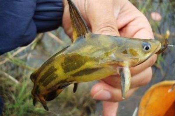 养殖黄颡鱼的放养密度