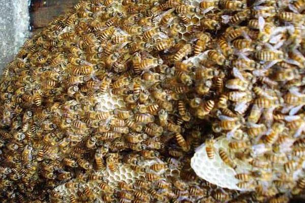 养殖蜜蜂蜂种的选购技巧