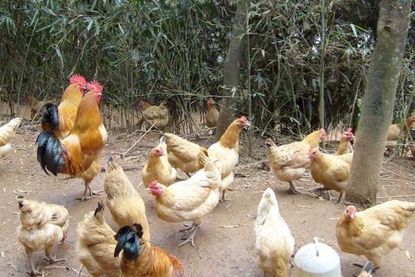 冬季土鸡产蛋量因环境而异