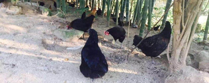 山上养鸡技术