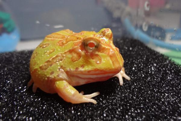 角蛙饲养箱怎么布置 角蛙养殖技术
