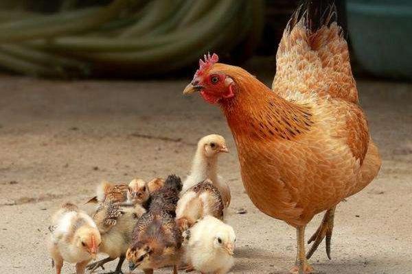 如何养鸡才能养好？不生病，多生蛋