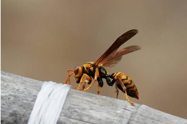 胡蜂养殖技术 胡蜂有蜂蜜吗