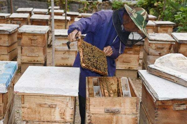 蜜蜂怎么养不会跑蜜蜂病害与敌害防治