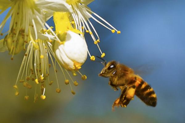 中蜂科学养殖技术 中蜂什么品种最好
