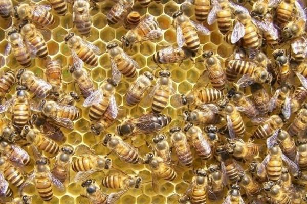 中蜂喂什么繁殖快 中蜂巢虫防治最好方法