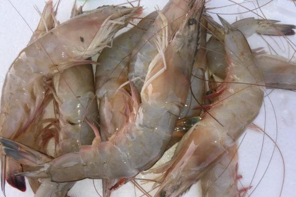 海虾怎么养 海虾的养殖技术与注意事项