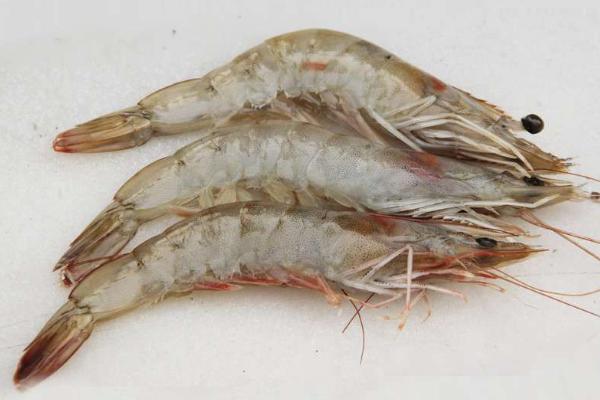 海虾怎么养 海虾的养殖技术与注意事项