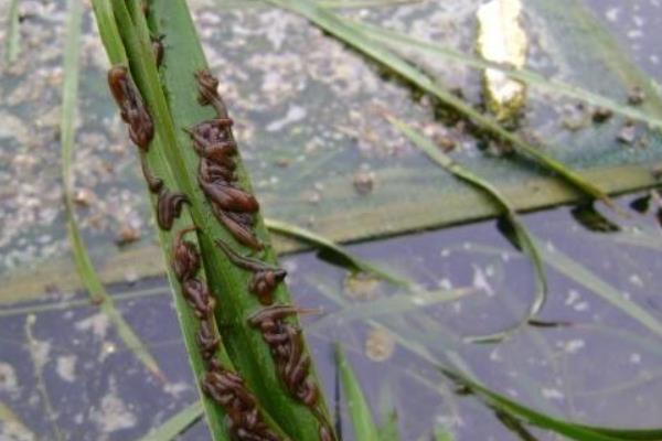 水蛭养殖最大的困难是什么 水蛭科学养殖技术