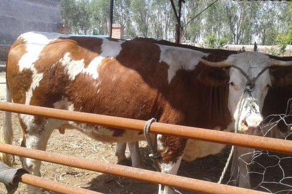 肉牛养殖前景分析 养一头肉牛的成本与利润