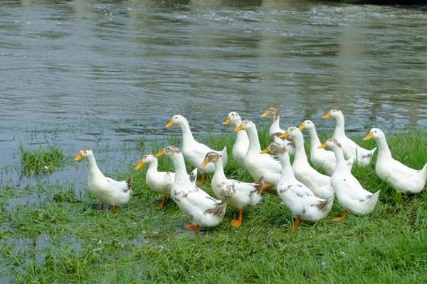 鸭子怎么养 鸭子养殖技术与注意事项