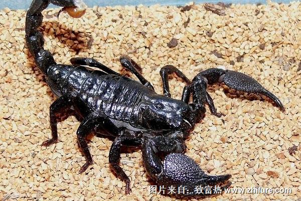 科学蝎子养殖技术视频