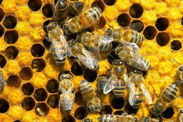科学养蜂技术视频