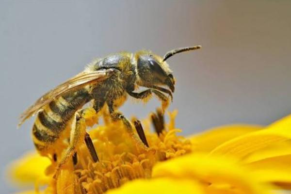 科学养蜂技术视频