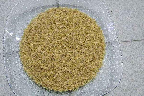 麦麸养殖蝇蛆技术